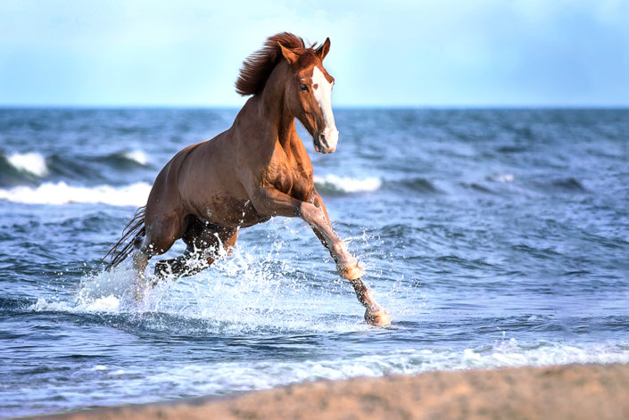 Tierfotograf Pferd galoppiert durch Meer Wasser Strandshooting Usedom