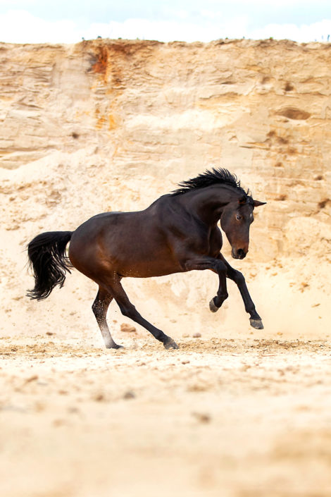 Pferdefotografie Pferd galoppiert in Sandgrube Sandkuhle Fotoshooting Hannover