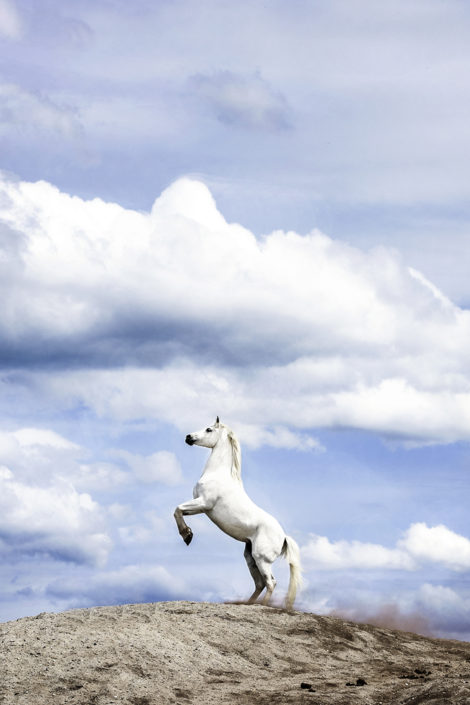 Tierfotograf Pferd Schimmel steigt Himmel Wolken Wunstorf
