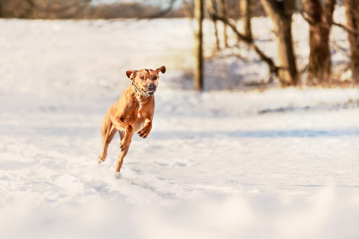 Tierfotograf action Hund rennt durch Schnee Reutlingen