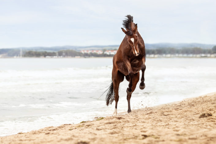 Pferdefotograf Pferd galoppiert durch Meer Strandshooting Rügen