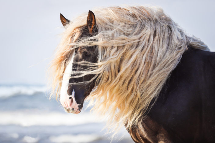 Pferdefotografie Pferd am Strand Meer Rügen Portfoliotag