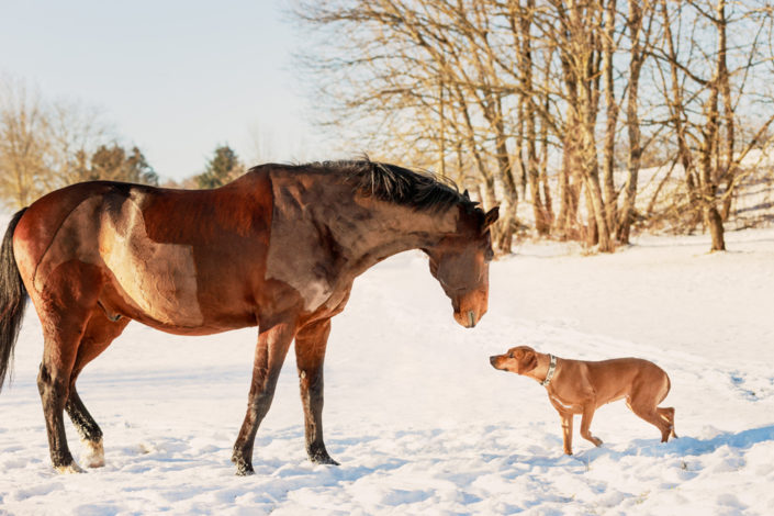 Tierfotograf Hund und Pferd im Schnee Reutlingen