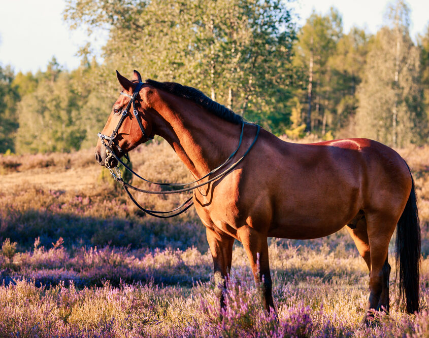 Portfoliotag-Lüneburger Heide 2021 Hannoveraner