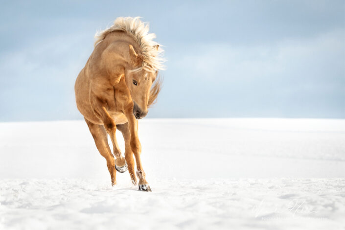 Pferdefotograf PRE Tequila galoppiert im Schnee Thüringen