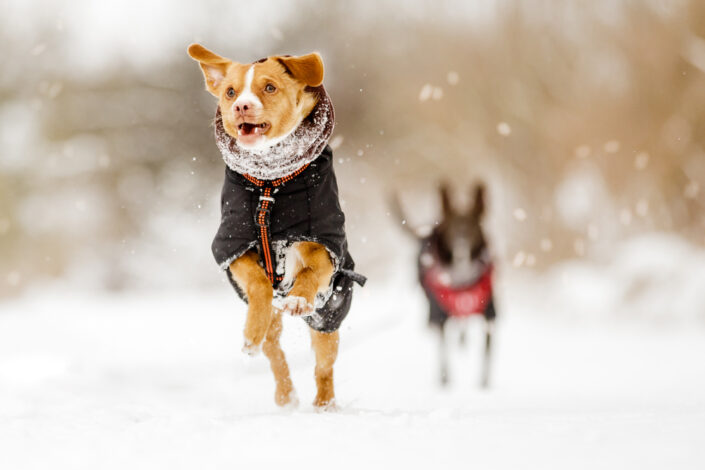 Tierfotograf Hund rennt durch Schnee