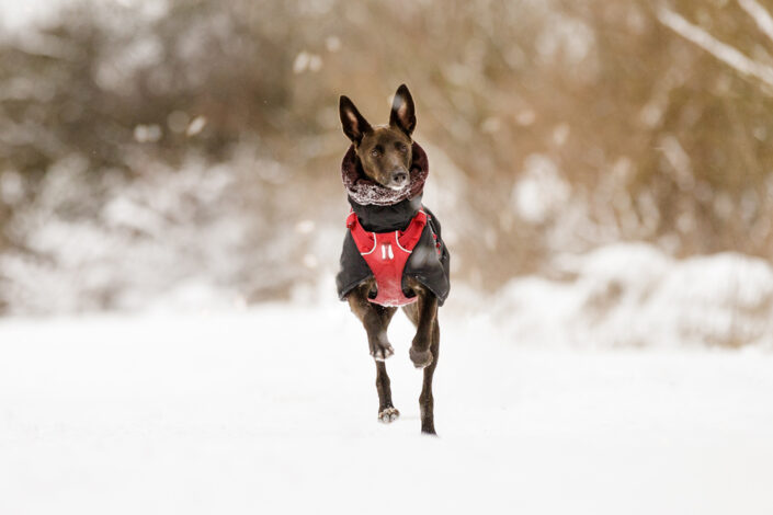 Tierfotograf Hund rennt durch Schnee Hannover
