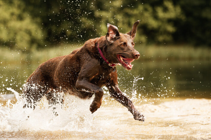 Tierfotograf Hund rennt durch Wasser action Lüneburger Heide