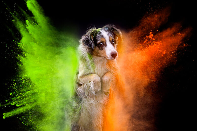 Hund mit Holifarben