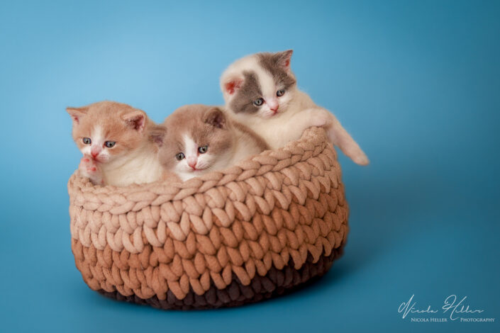Nicola-Heller-Photography-Katzen-Studio-Cats-Studiofotografie-Kitten-Babykatzen-2024